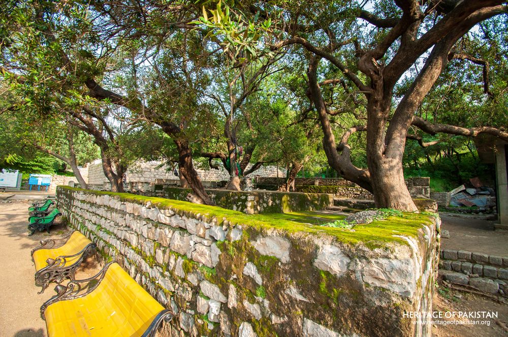 Weathered stone wall with verdant moss growth and ancient tree